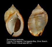Semicassis undulata (9)